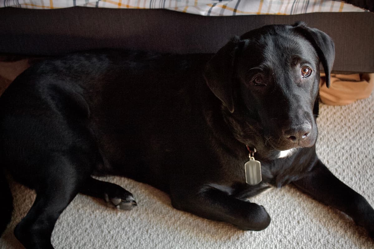 Image of Zach Vivian's dog, Turbo